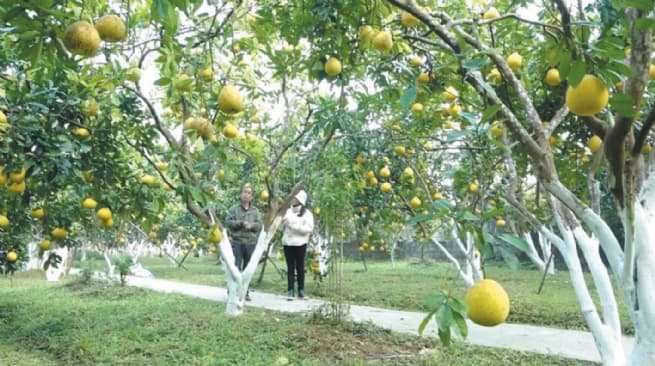 Harmonizing Rural Development with Sustainable Poverty Alleviation Goals