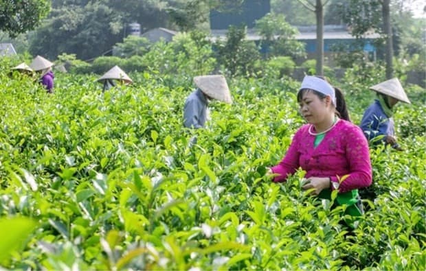 Energy transition creates golden opportunity to improve social security: ILO Country Director