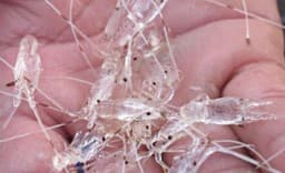 Indonesia considers lifting lobster larvae export ban
