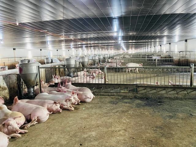More domestic raw materials needed to strengthen animal feed production