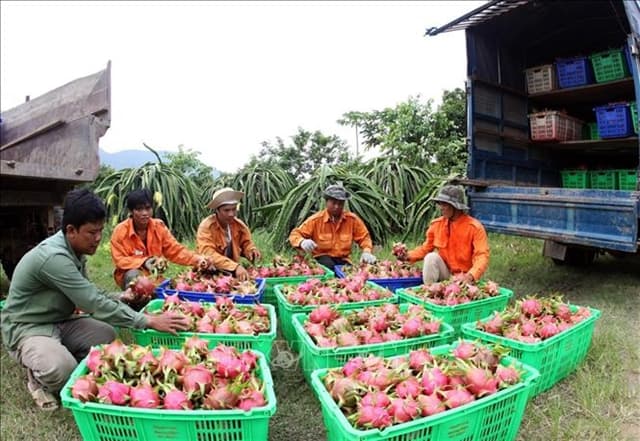 Nearly 7,000 planting area codes granted for fresh fruit exports