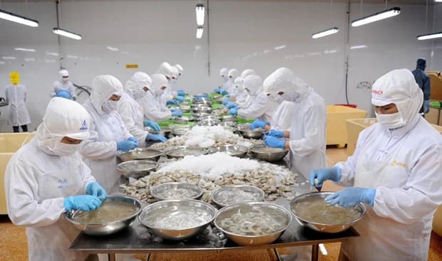 Vietnam's shrimp industry charts own course amid global competition