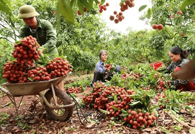 China remains promising market for Vietnamese farm produce: MARD