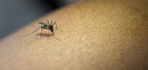 Zika virus cases rise in Northeast Thailand