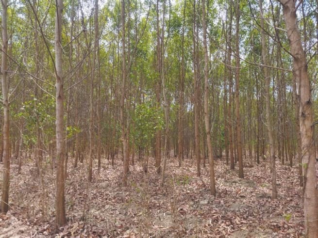 Binh Thuan Forestry Co., Ltd: Enhancing Business Performance
