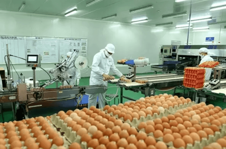 Vietnam has potential to promote livestock product exports to China: Deputy Minister