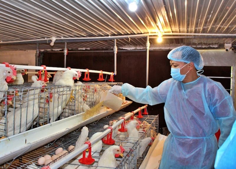 Opportunity to export poultry meat to China