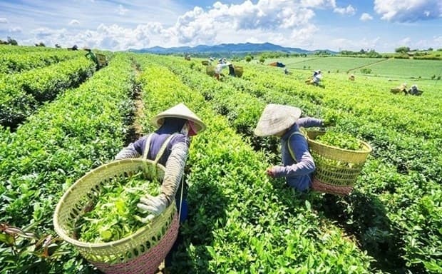 Viet Nam Pockets US$21 Million from Tea Exports in January