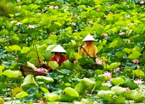 Dong Thap Muoi Ecological Conservation Area Poised to Become Premier Attraction