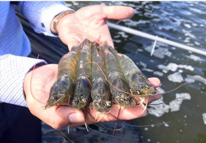 Vietnam Shrimp Exports to China and US Markets Show Recovery