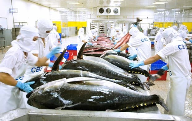 Tuna exports predicted to rebound as billion-USD earner
