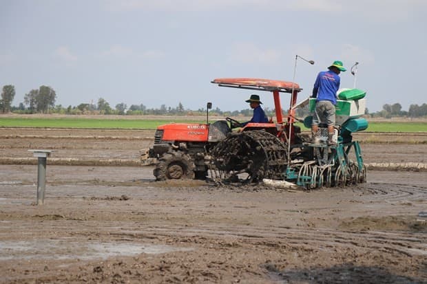 Pilot model of high-quality, low-emission rice farming launched in Can Tho
