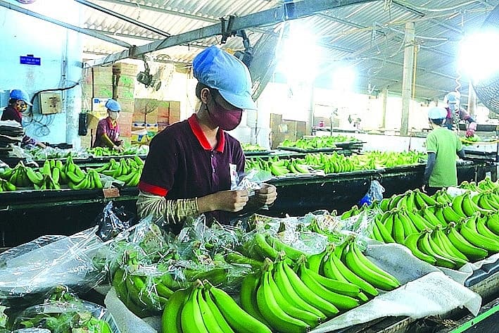 Businesses capitalize on recovery momentum to explore market expansion
