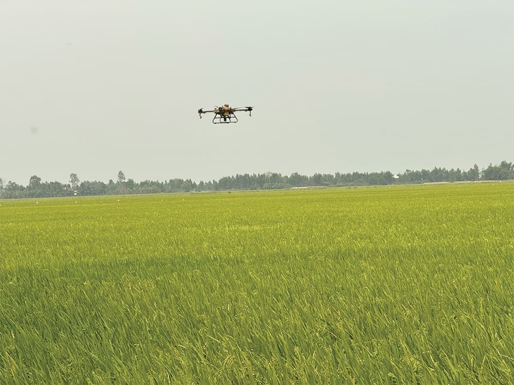 Low emissions to stem from advances in rice