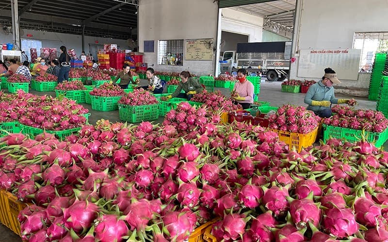 Binh Thuan reduces carbon emissions in dragon fruit farming