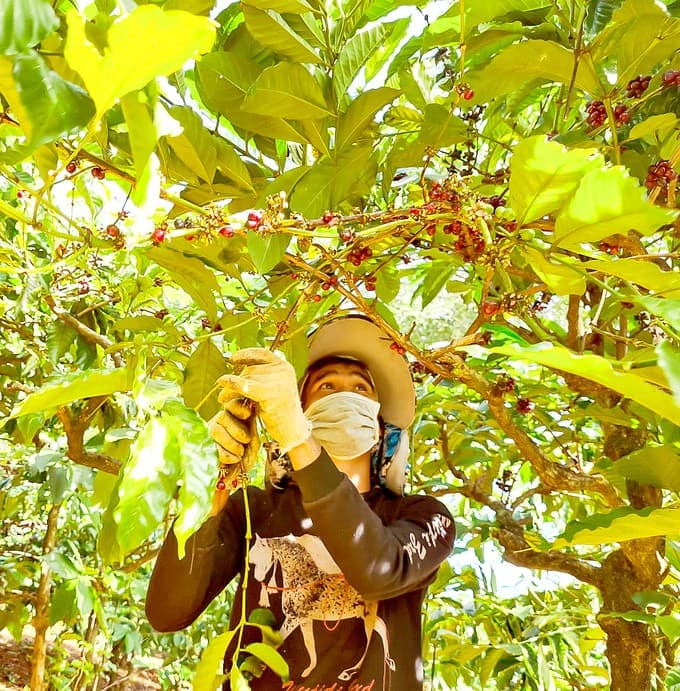 High coffee prices result in difficulties for the industry