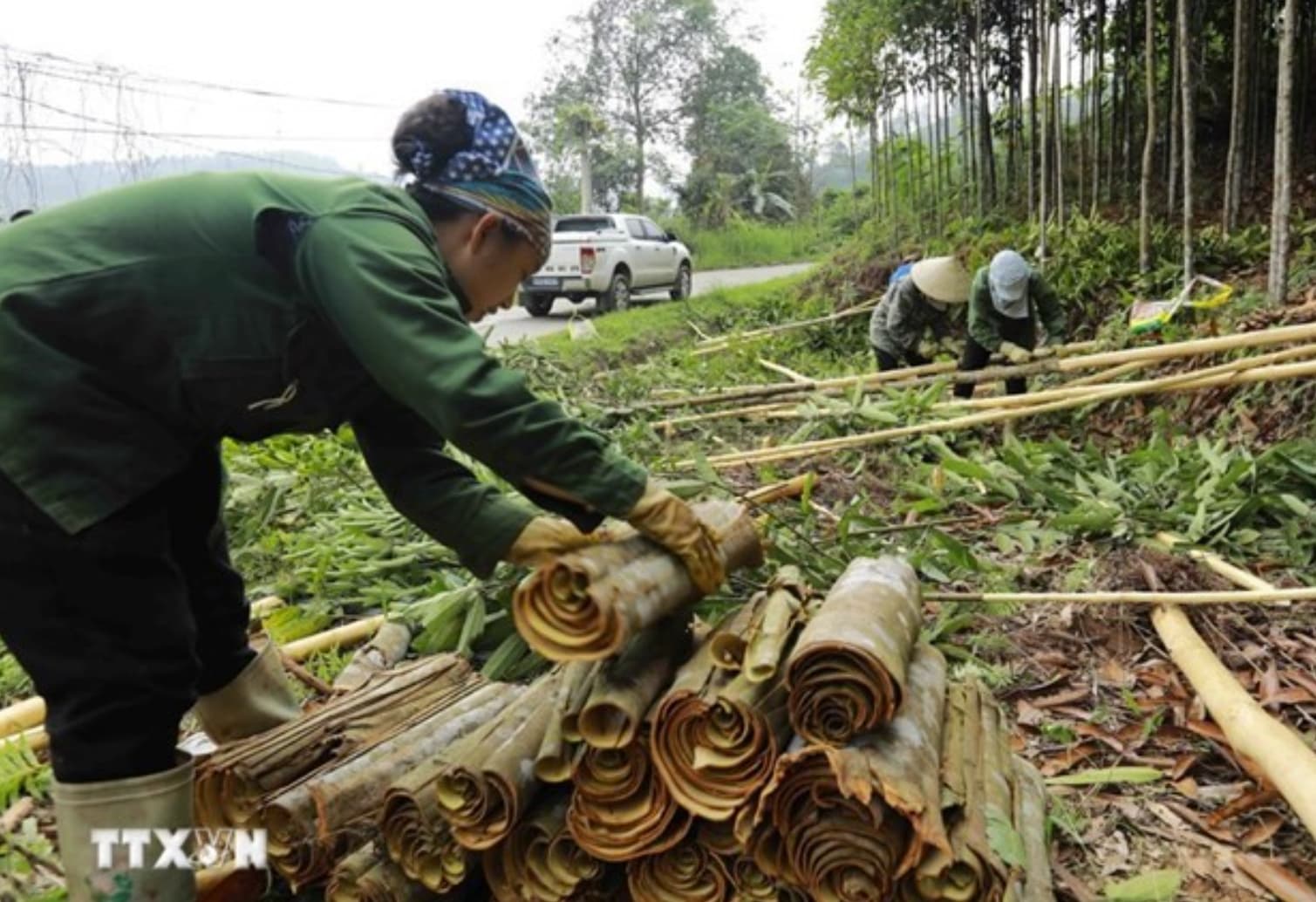 Vietnam manages to remain world’s biggest cinnamon exporter: VPSA