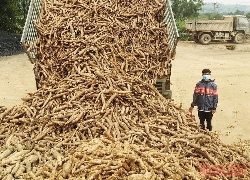 Vietnam targets 2 billion USD in cassava export by 2030