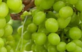 Green economic development essential for businesses