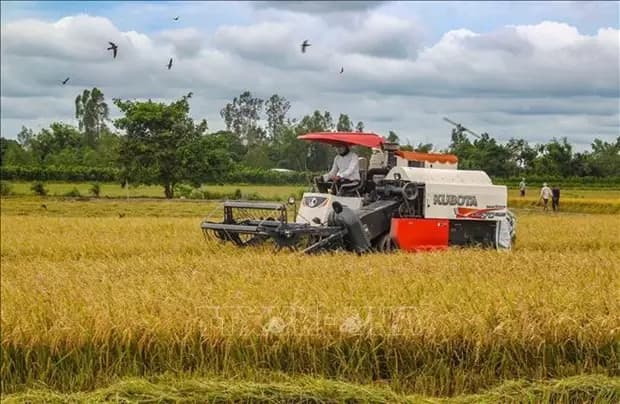 Vietnam to have enough 8 million tonnes of rice for export: MARD