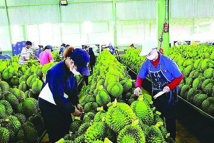 Speed up the process of issuing "passports" for durian exports