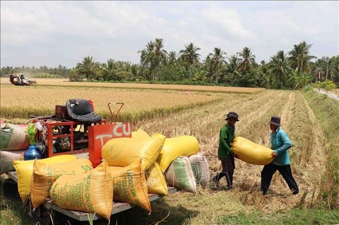 Vietnam leads in export rice prices globally