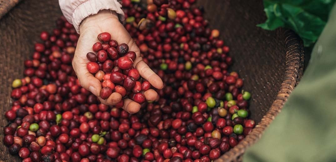Nescafé report shows increased uptake on regenerative agriculture, higher productivity and reduced GHG emissions