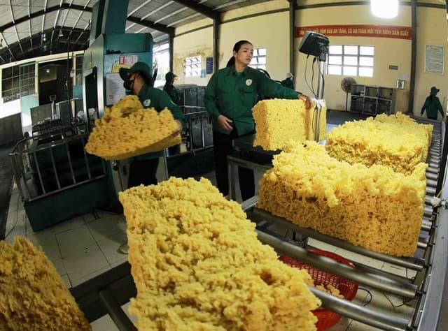 Vietnam's rubber export value expected to reach 3.3 billion USD in 2024