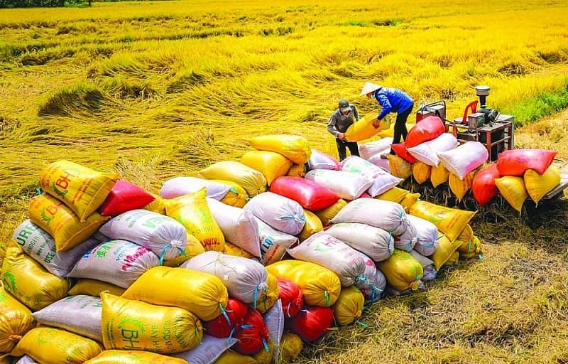 Increasing the value of rice grains from the project of 1 million hectares of high quality rice