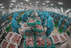 Vietnam’s tra fish export tipped to bounce back: General Department of Customs