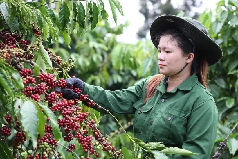Vietnam posts over 100% growth in coffee exports to Spain