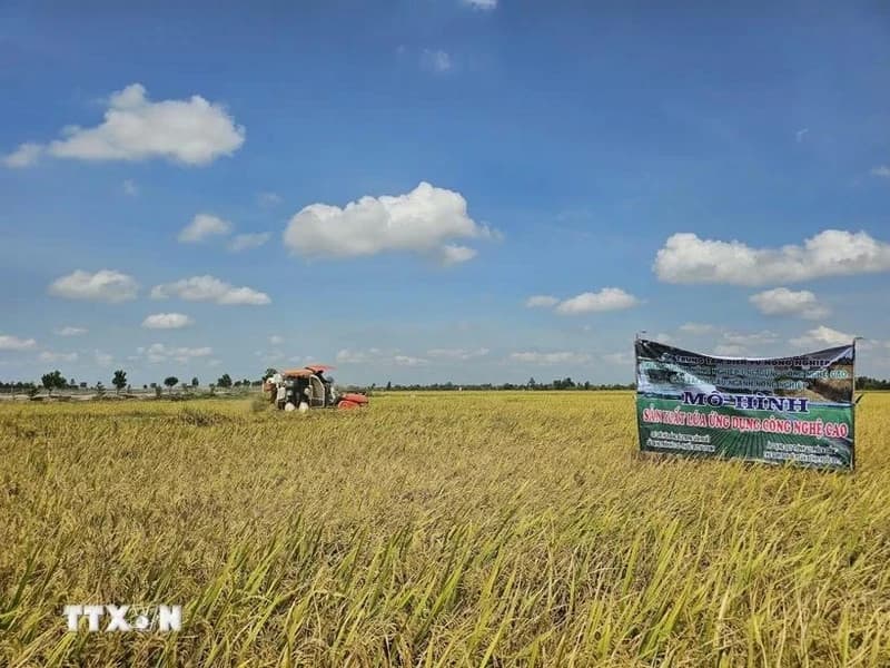 Int’l rice research institute interested in Vietnam's 1-million-ha high-quality rice project