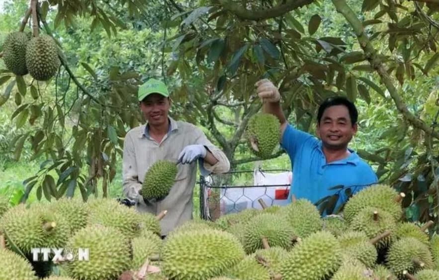 Compliance with import market’s requirement – a must to bolster fruit exports