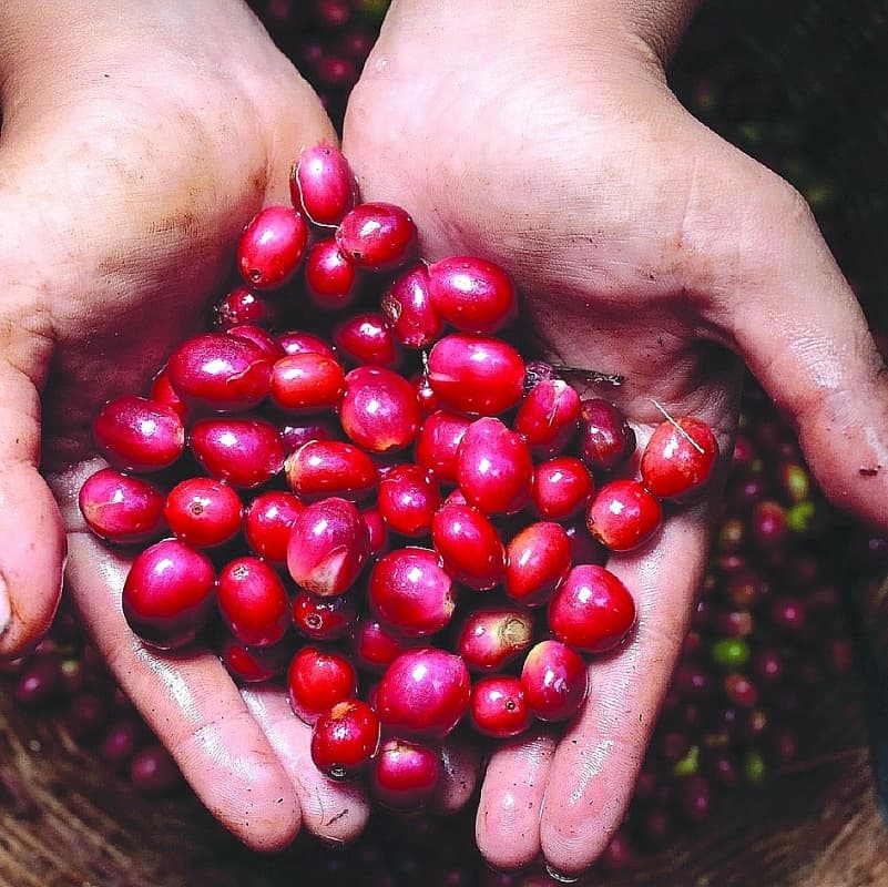 Developing specialty coffee to enhance the value and reputation of Vietnamese coffee