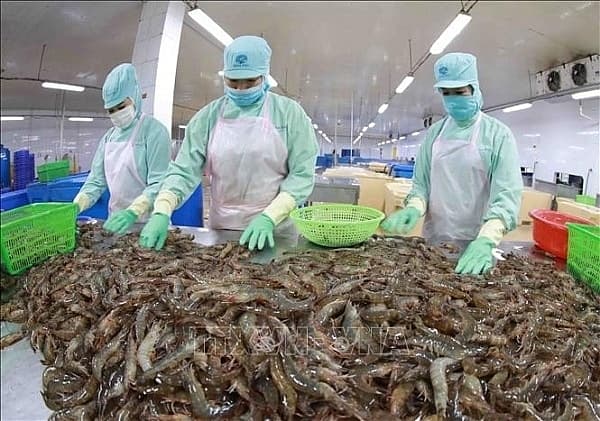 Many challenges for shrimp export in the second half of the year