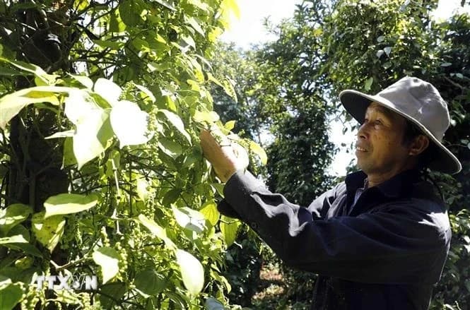 Vietnam increases export value for spice industry