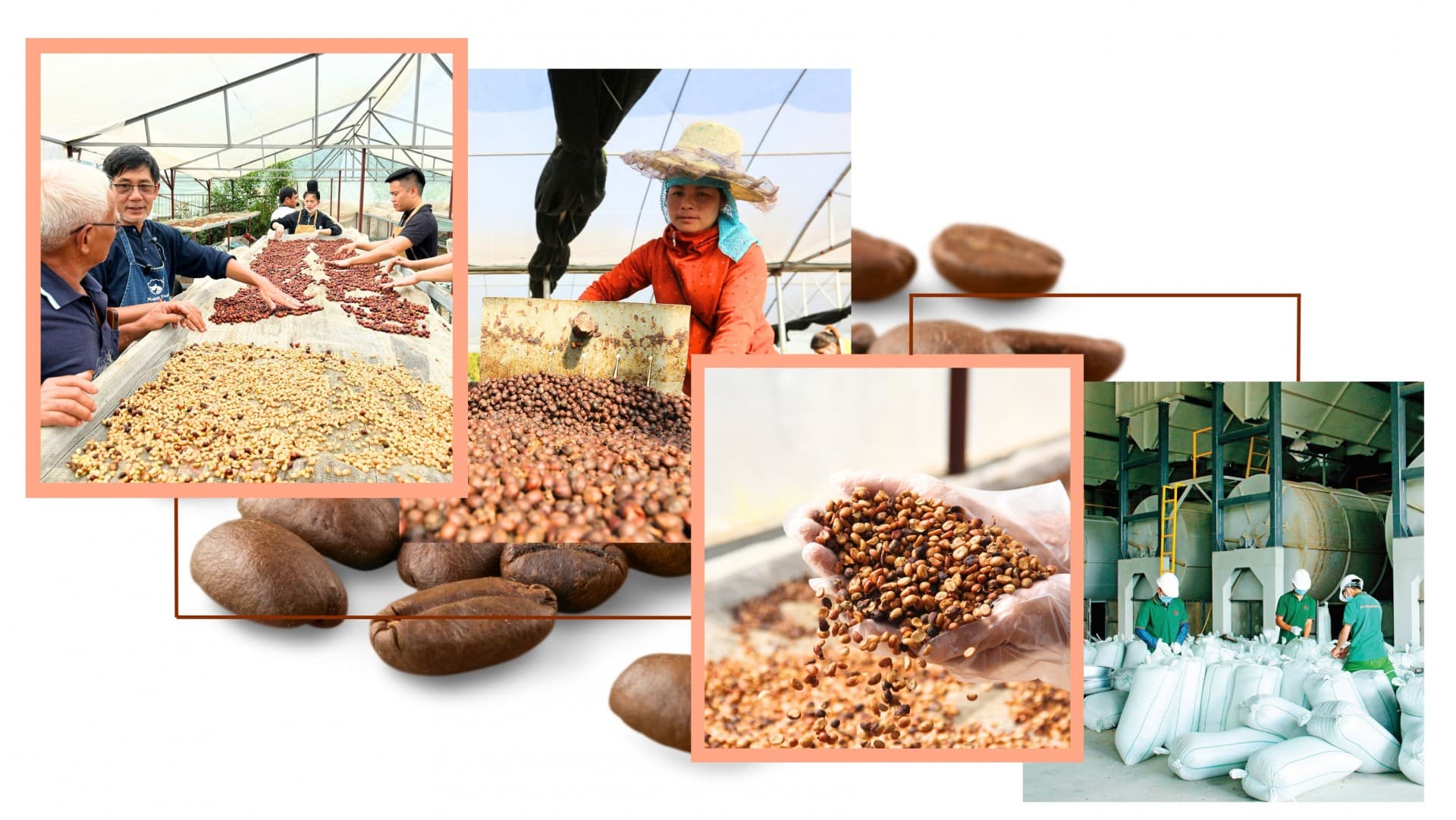 GI protection: Potential and new opportunities for Son La’s produce