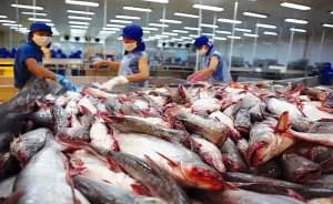 Tra fish export to CPTPP market reaches 114 mln USD: General Department of Vietnam Customs