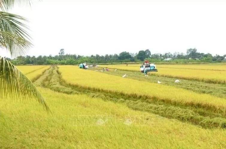 High quality varieties help Vietnamese rice industry's growth: Experts