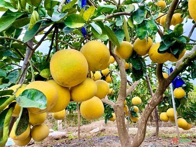 Vietnamese pomelo to be exported to RoK