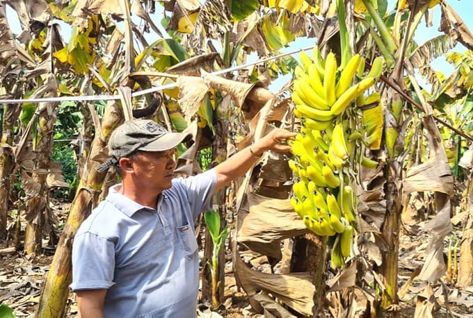 Agriculture sector should learn lesson from unplanned planting