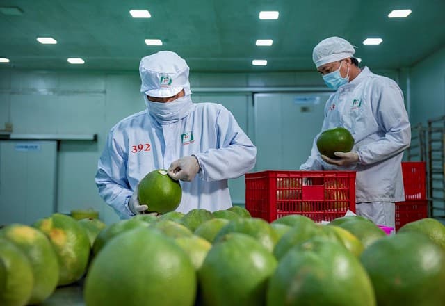 Fresh pomelo obtains permit to Korean market