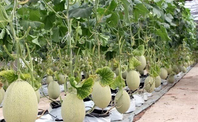 Vietnamese firms face challenges accessing ample green capital