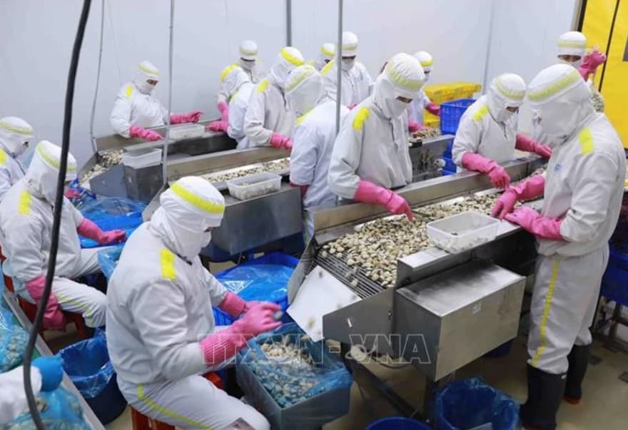 Vietnam’s mollusk exports rising: Association