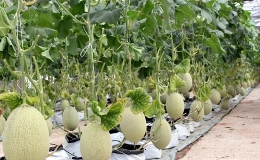 Vietnamese firms face challenges in accessing ample green capital
