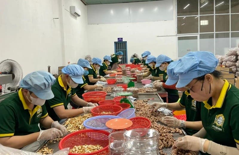 Cashew industry proactive in raw materials, increasing deep processing