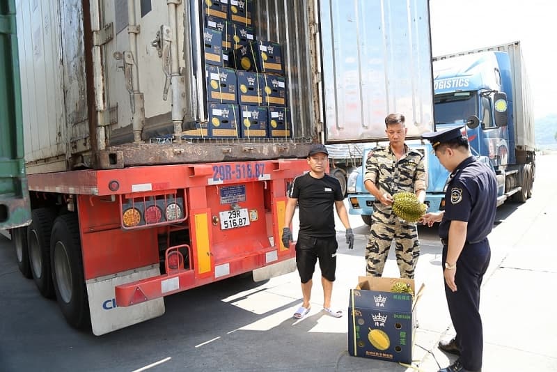 Durian exports reaches more than half of US$ billion at Lao Cai boder gate Customs