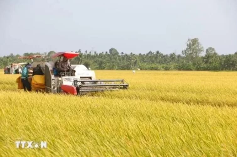 Vietnam's rice export prices now highest worldwide: Vietnam Food Association