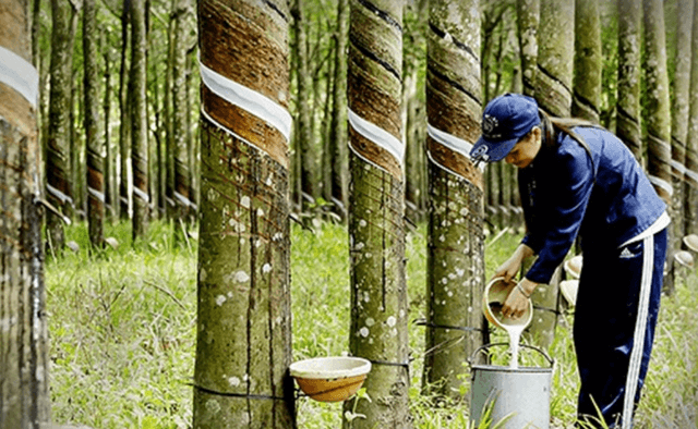 Rubber export may reach US$3.2 billion in 2024