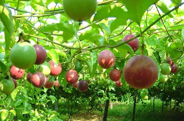 Ample room for Vietnamese fruits to enter U.S.